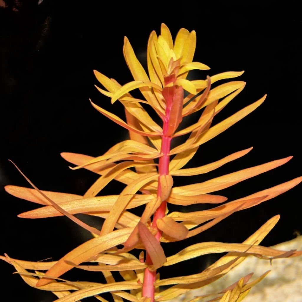 amania gracilis