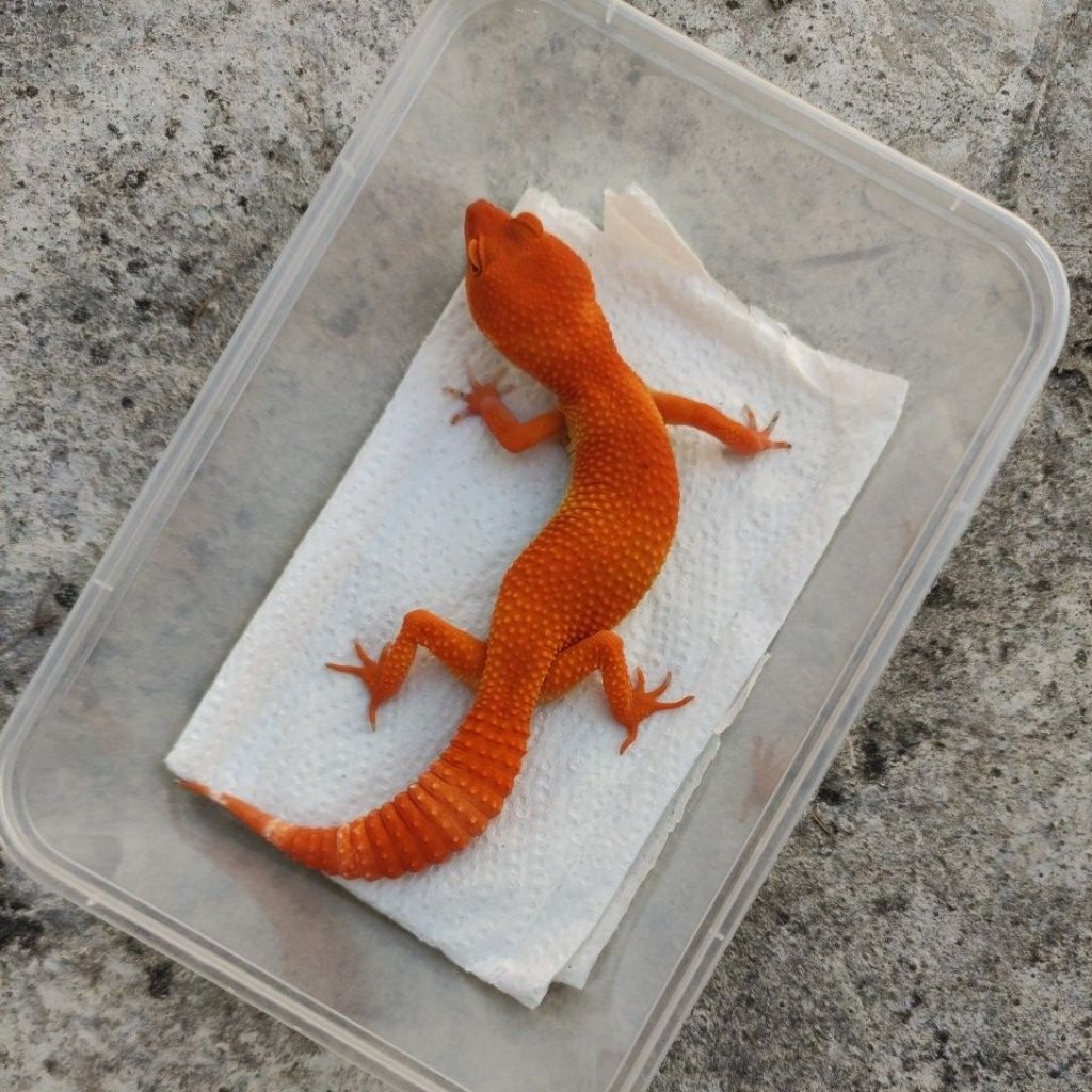 MAINAN ANAK GECKO JUVE_SHTCTB FEMALE