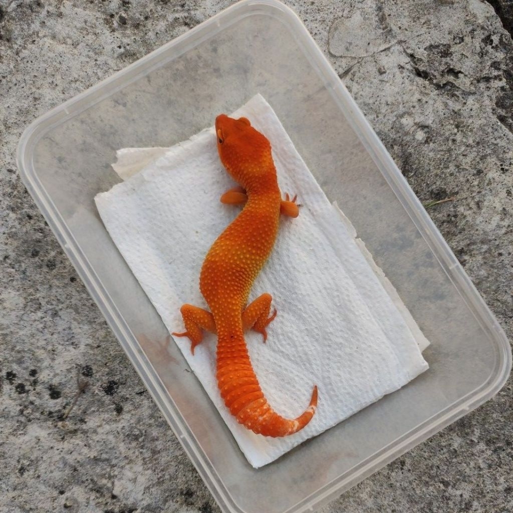 MAINAN ANAK GECKO JUVE_SHTCTB FEMALE