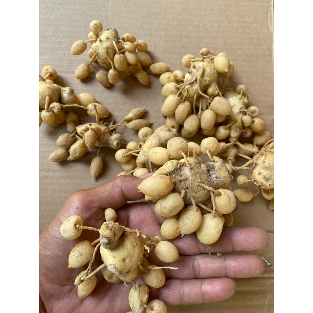 kunyit putih kunyit gombyok 1kg
