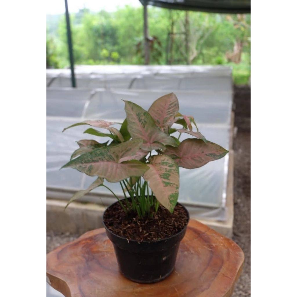 Pink Flecked Syngonium