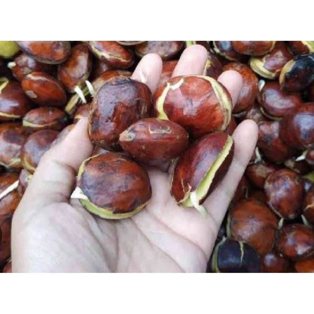 Jengkol Muda dan Tua Segar 1 kg, Kulit Masih Utuh