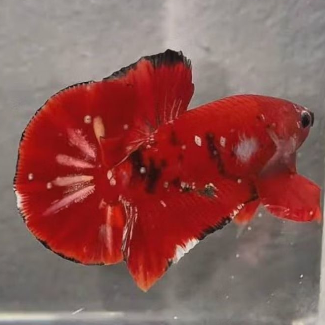 RKC (red koi cooper) kualitas top greed