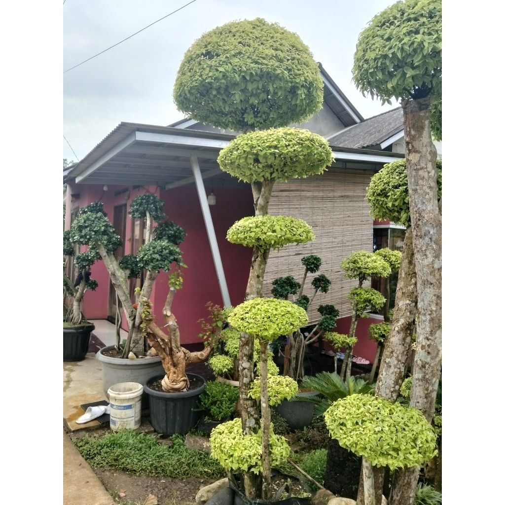 Anting Putri bonsai anting Putri 3meter full bonsai taman anting Putri