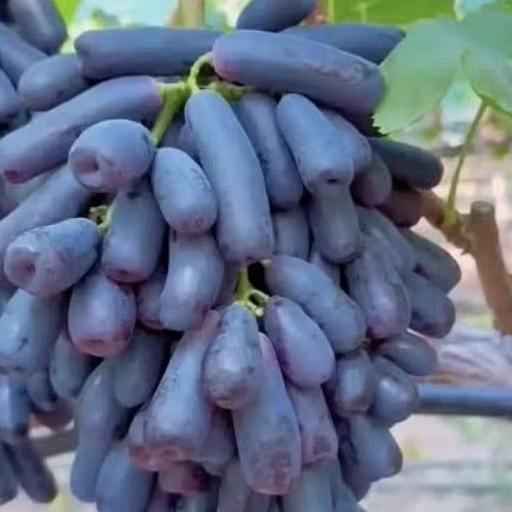 BIBIT ANGGUR MOONDROP