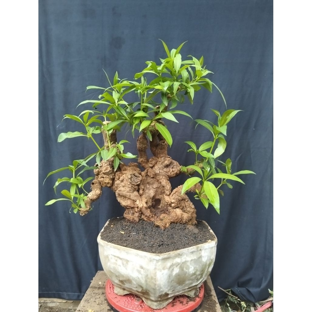 Bahan bonsai pohon Pule real pict