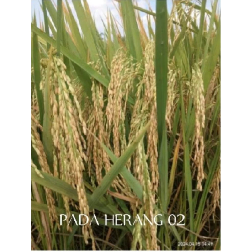 benih padi Padaherang 02