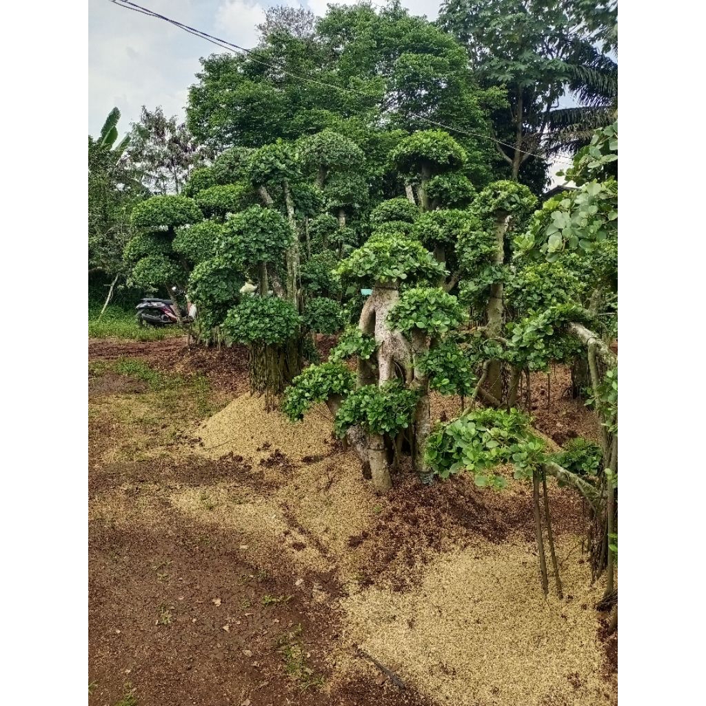 Tanaman Hias Bonsai Beringin Pohon Bonsai Beringin Tanaman Hidup Pohon Beringin