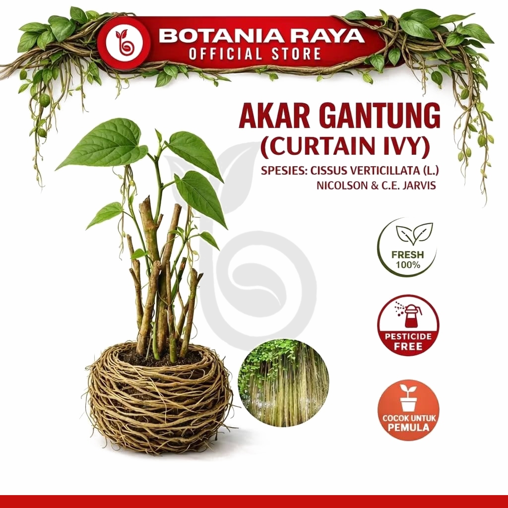 BOTANIA RAYA Tanaman Hias Akar Gantung Merah Curtain Ivy Tanaman Rambat Anti Polusi Udara & Radiasi