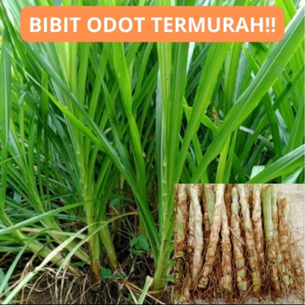 Bibit Rumput Odot Super 1 kg - Tinggi bibit 20-30 cm, Mudah Dikembangbiakkan, Cocok untuk Lahan Keri