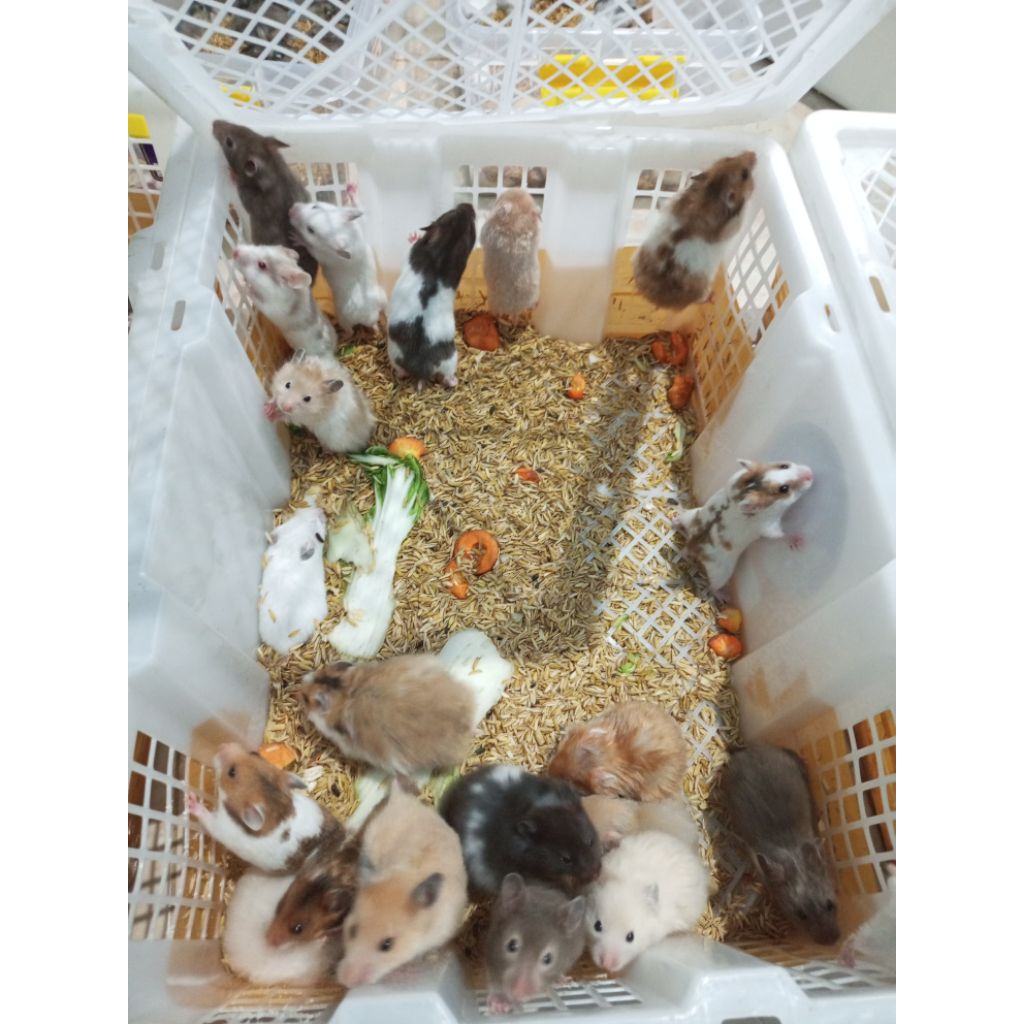 Hamster Syrian Short hair
