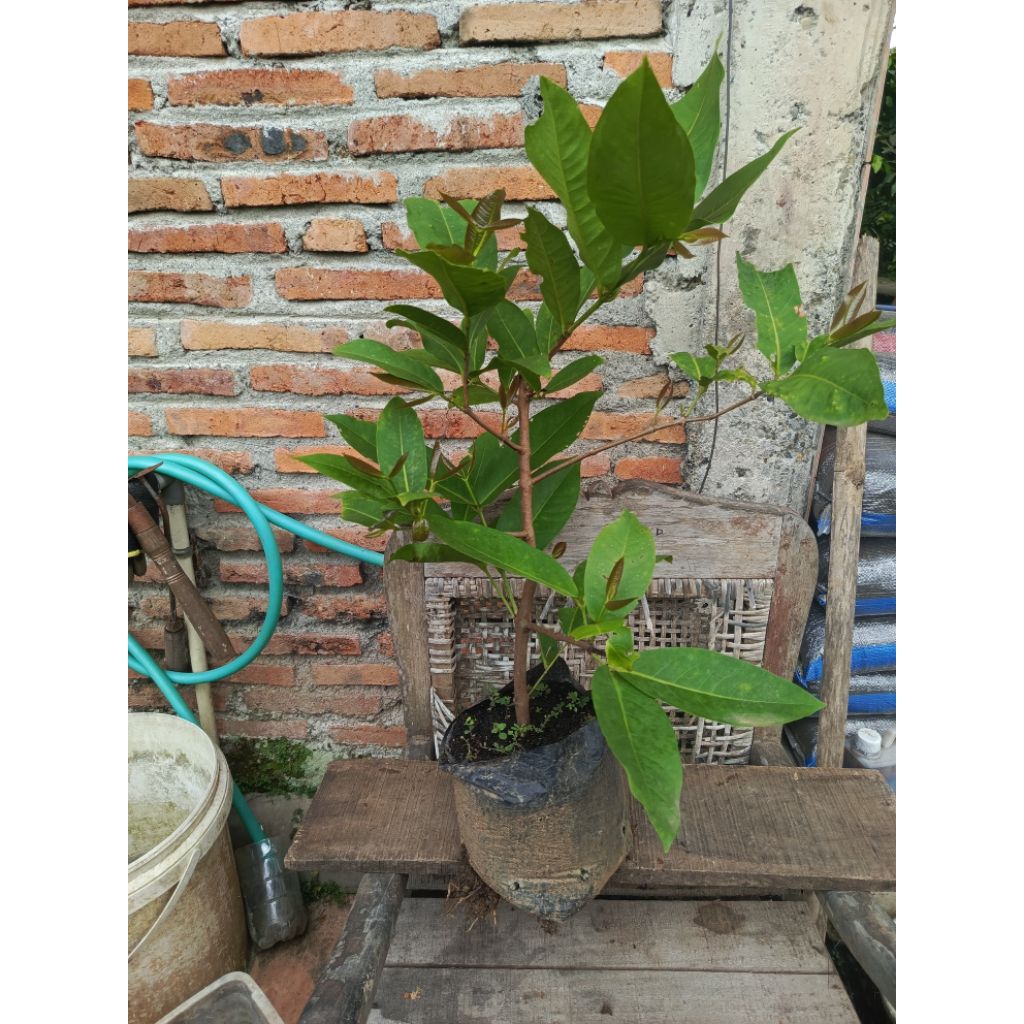 Cangkok Jambu Air Green Giant/ Buto ijo Hasil Cangkok Cepat Berbuah