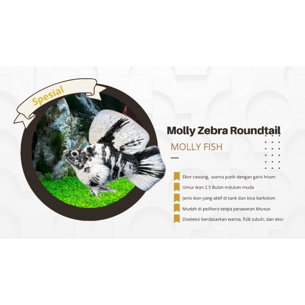 Molly Zebra