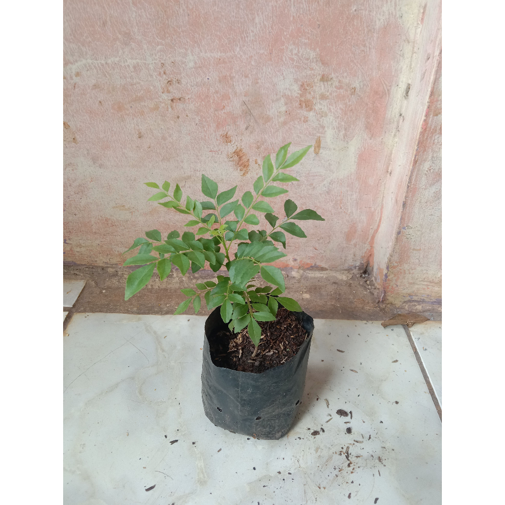 bibit salam koja