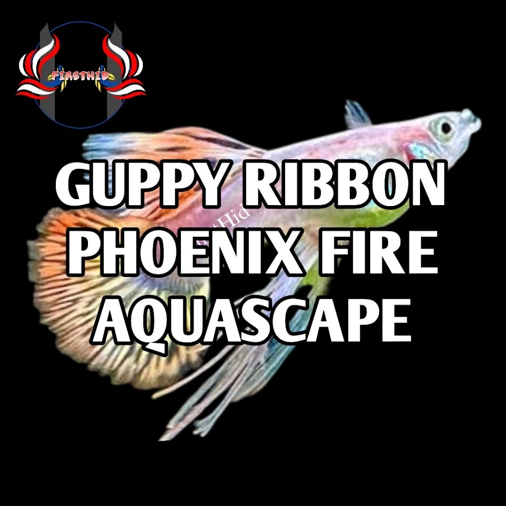 (1 P) Blonde Phoenix Fire Ribbon Long Ear Aksesoris Akuarium GUPPY Phoenix Fire Ribbon Big Dorsal Lo