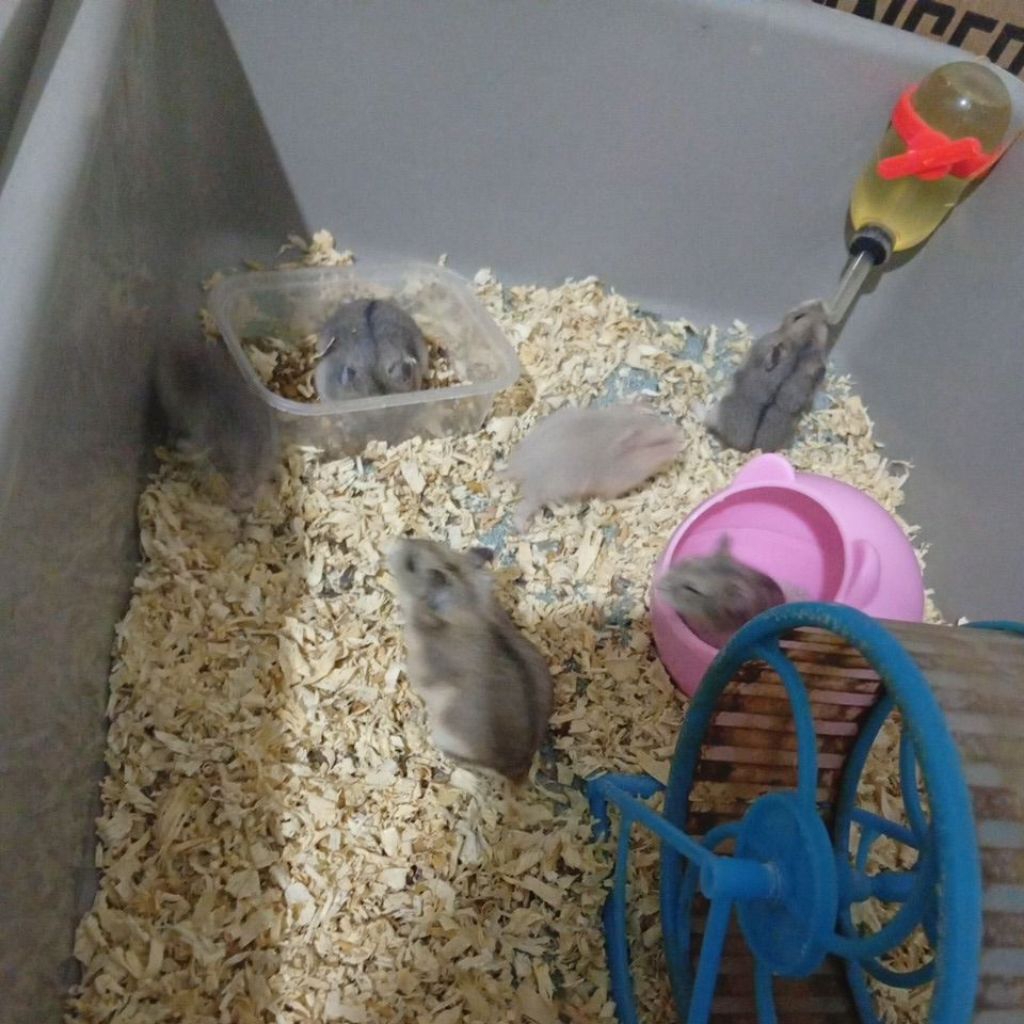 hamster campbell hidup bisa COD gratis ongkir(anakan)