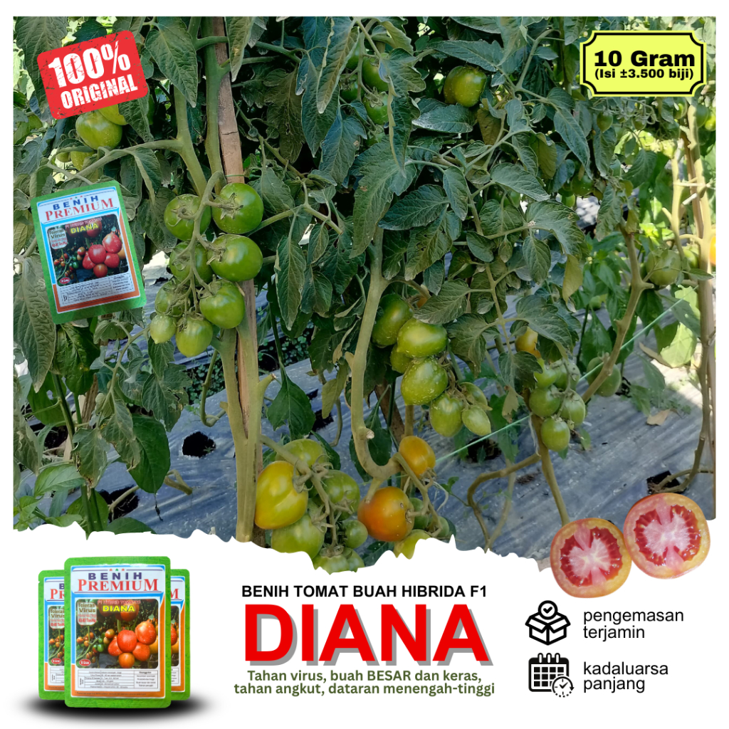 (100% ORI) Benih Tomat Buah Hibrida F1 DIANA Toleran Virus 10 gram /± 3.500 Biji | Tomat Dataran Tin