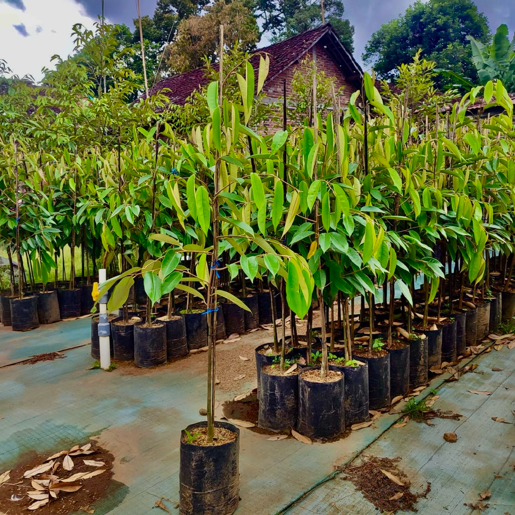 BIBIT DURIAN DURI HITAM 1 METER SPEK MEMUTAR