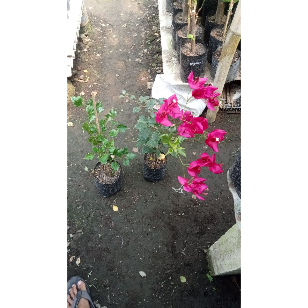 bogenvil Monalisa merah