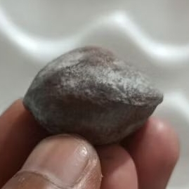 MUNCANG KEMIRI ADU_JAWA SI GARONG ORI