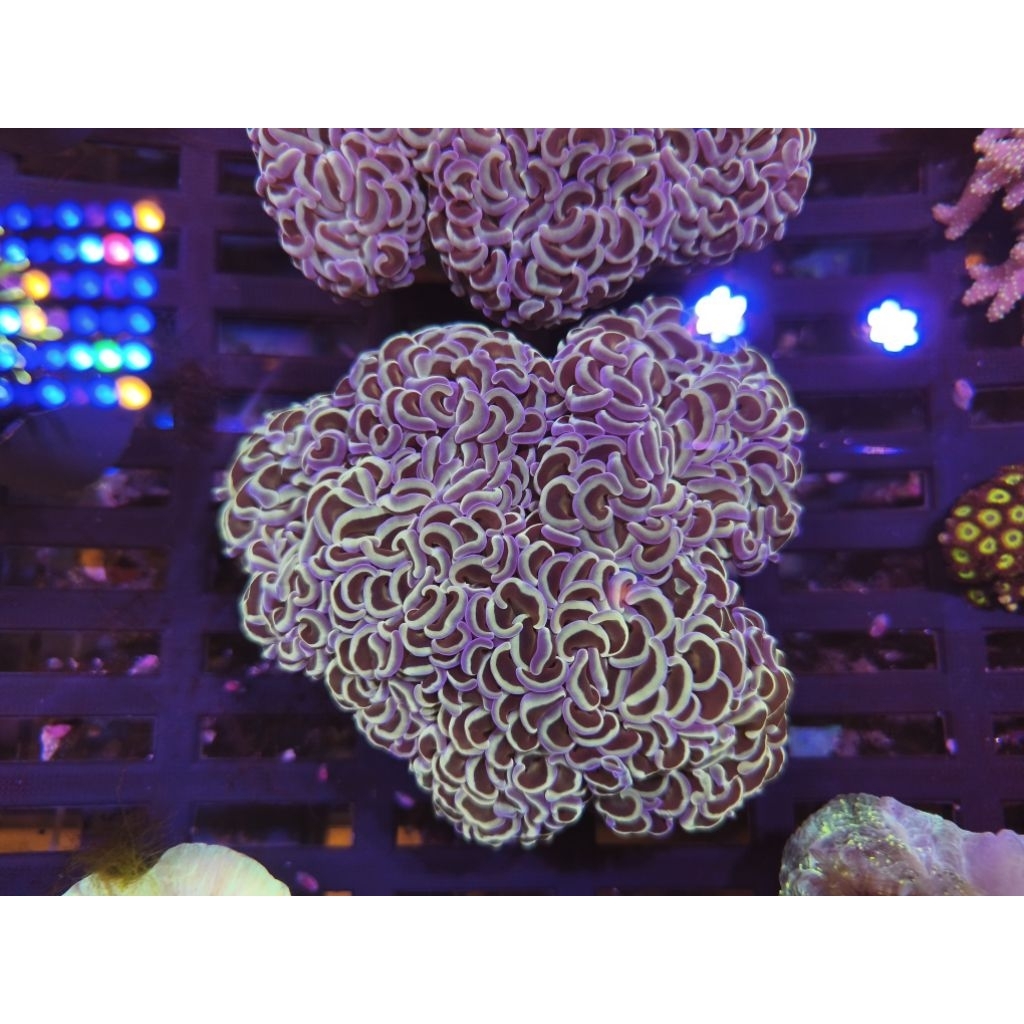 TERUMBU KARANG CORAL KARANG SIWALAN