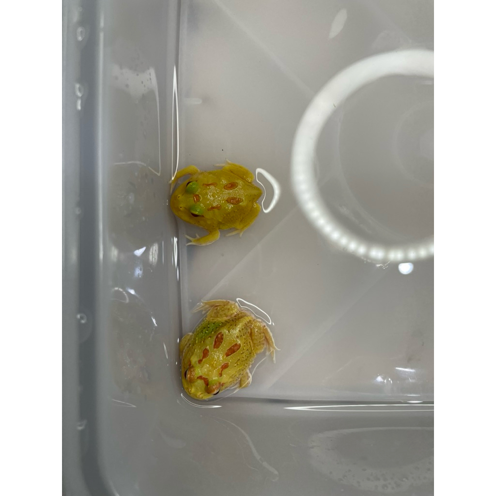 pacman frog