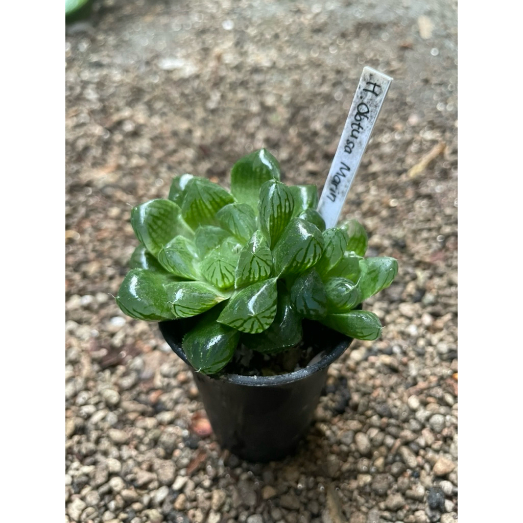Haworthia Obtusa Marin