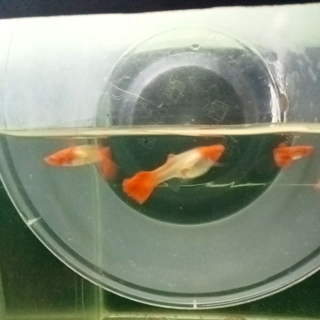 Guppy albino koi