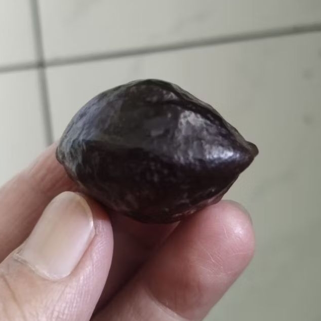 Kemiri Adu Muncang Adu LK Ori Malangbong Urgen Matang