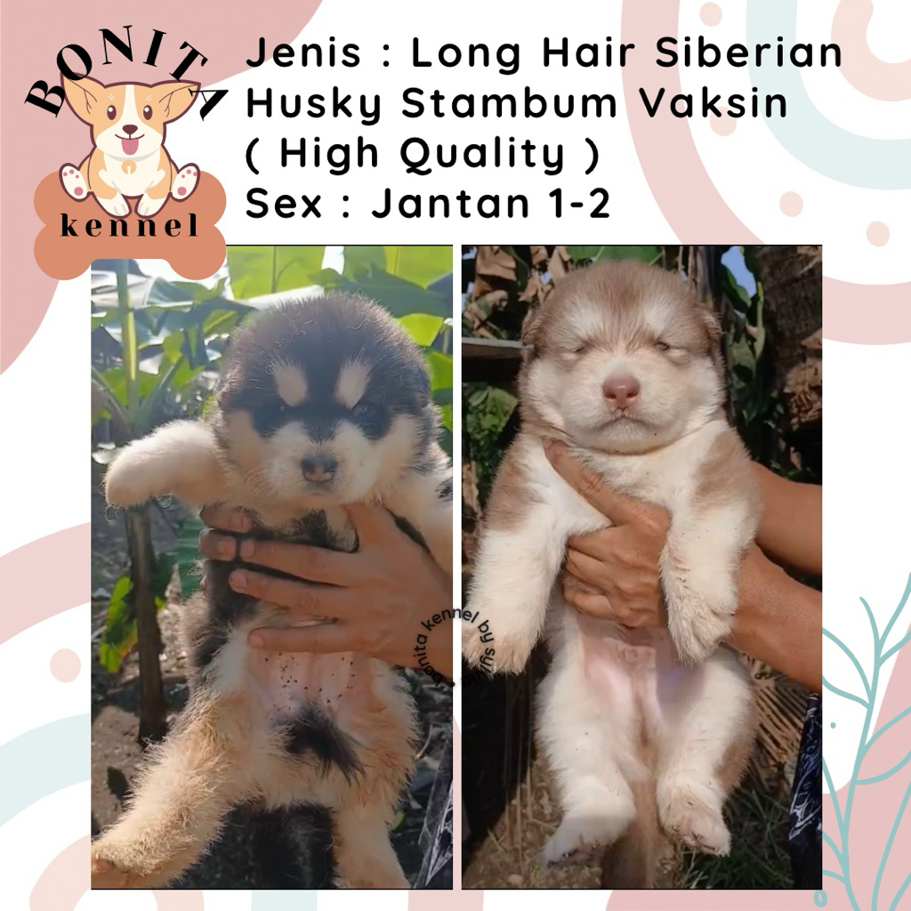 Siberian Husky Long Hair Stambum Anak Anjing Husky Grey Red Cooper