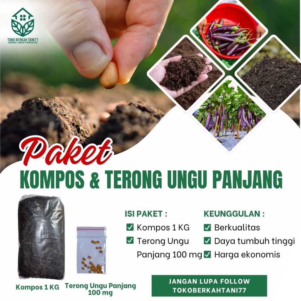 Benih Terong Ungu Panjang Siap Tanam Benih Sayur Terong Ungu Panjang Siap tanam
