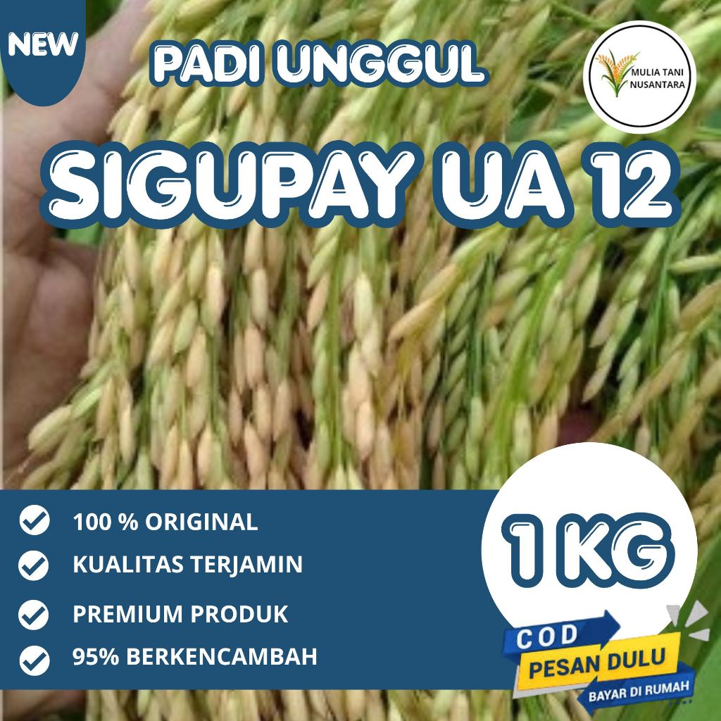 BENIH PADI UNGGUL SIGUPAI UA 12 1KG