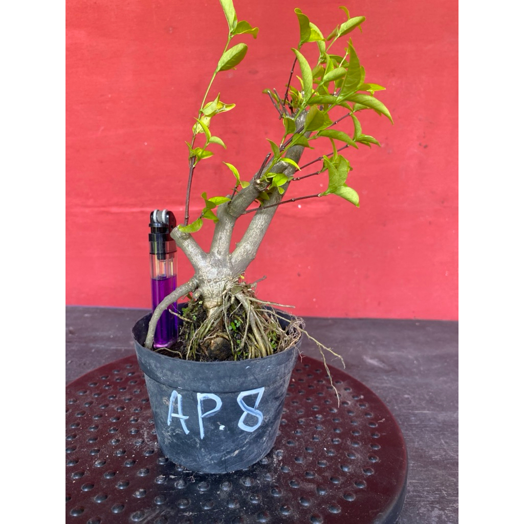 Bahan bonsai bunga anting putri Ap 8