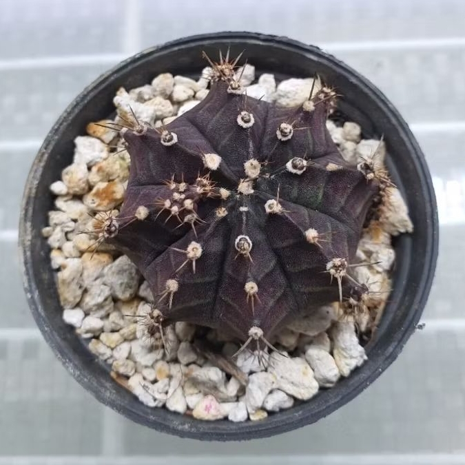 Kaktus Gymno purple skin (Gymnocalycium mihanovichii)