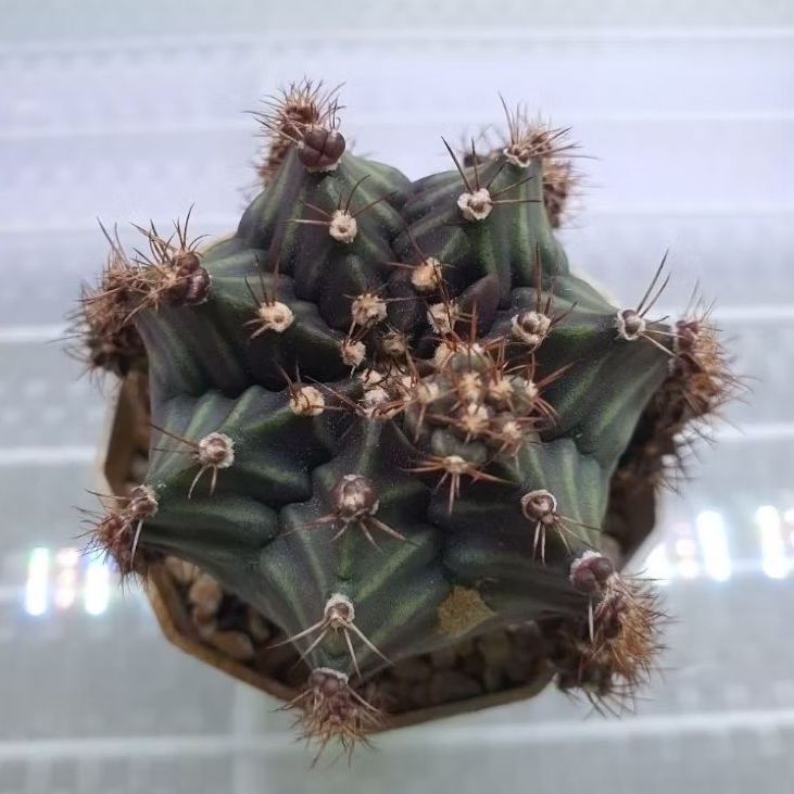 Kaktus Gymno Rootbeer variegata (Gymnocalycium mihanovichii)