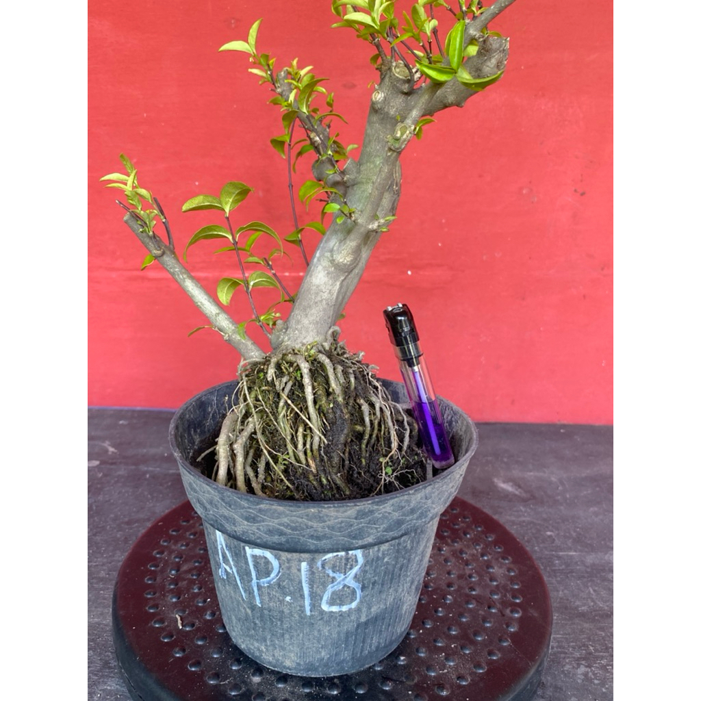 Bahan bonsai bunga anting putri Ap 18