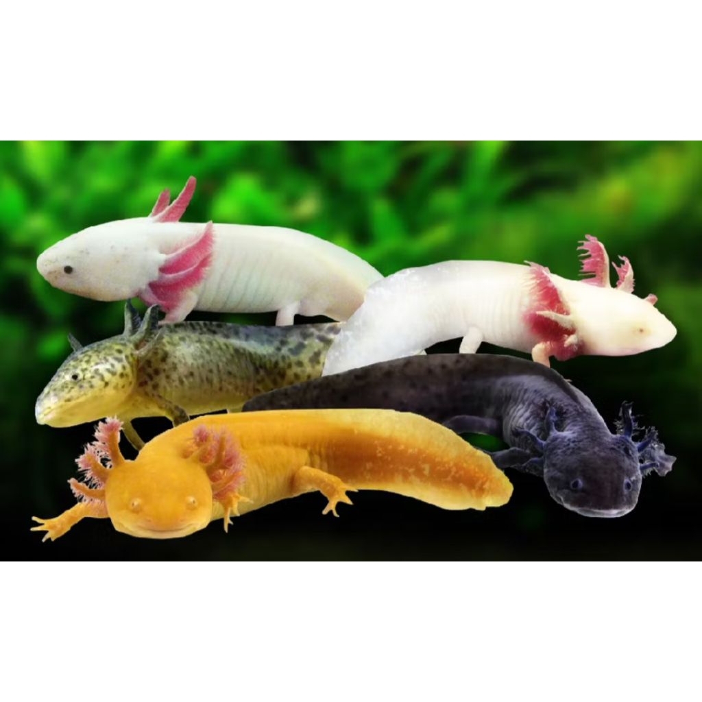AXOLOTL PER EKOR