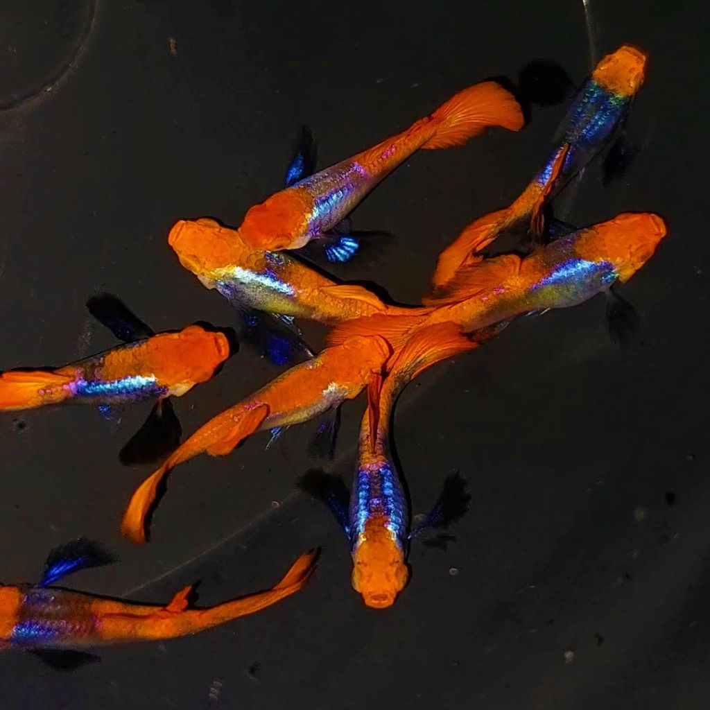 Guppy PRT Koi Hiasan Aquarium
