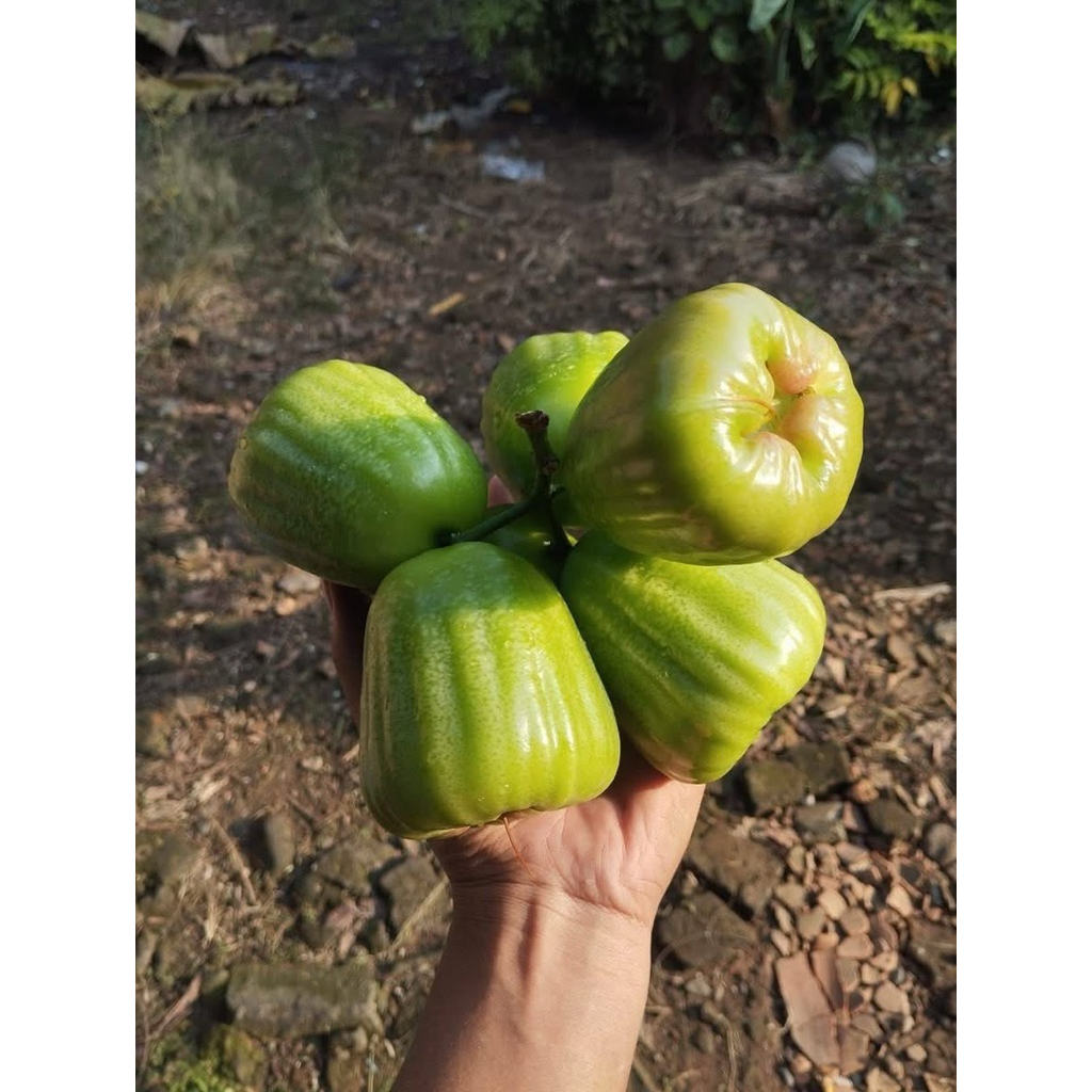 fresh cangkok jambu air kiojok ukuran kecil