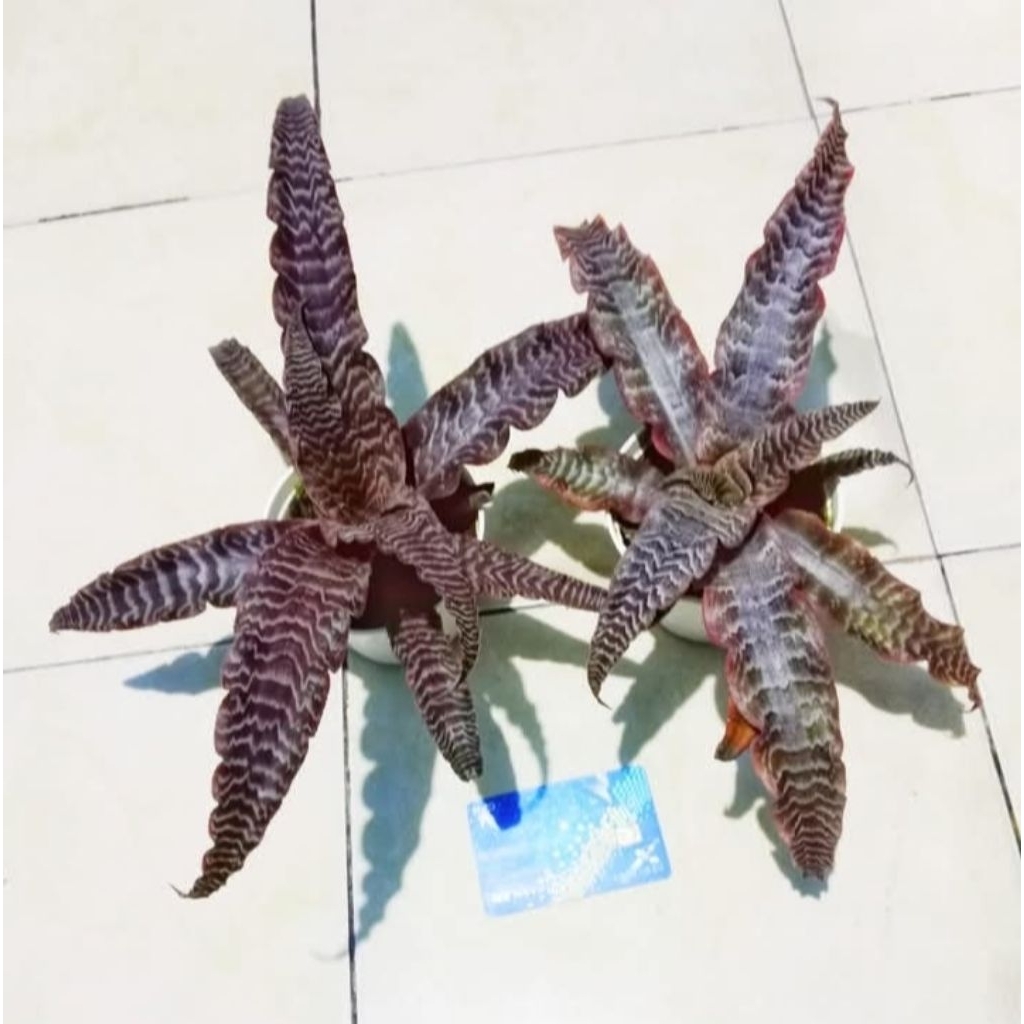BROMELIA TOKEK