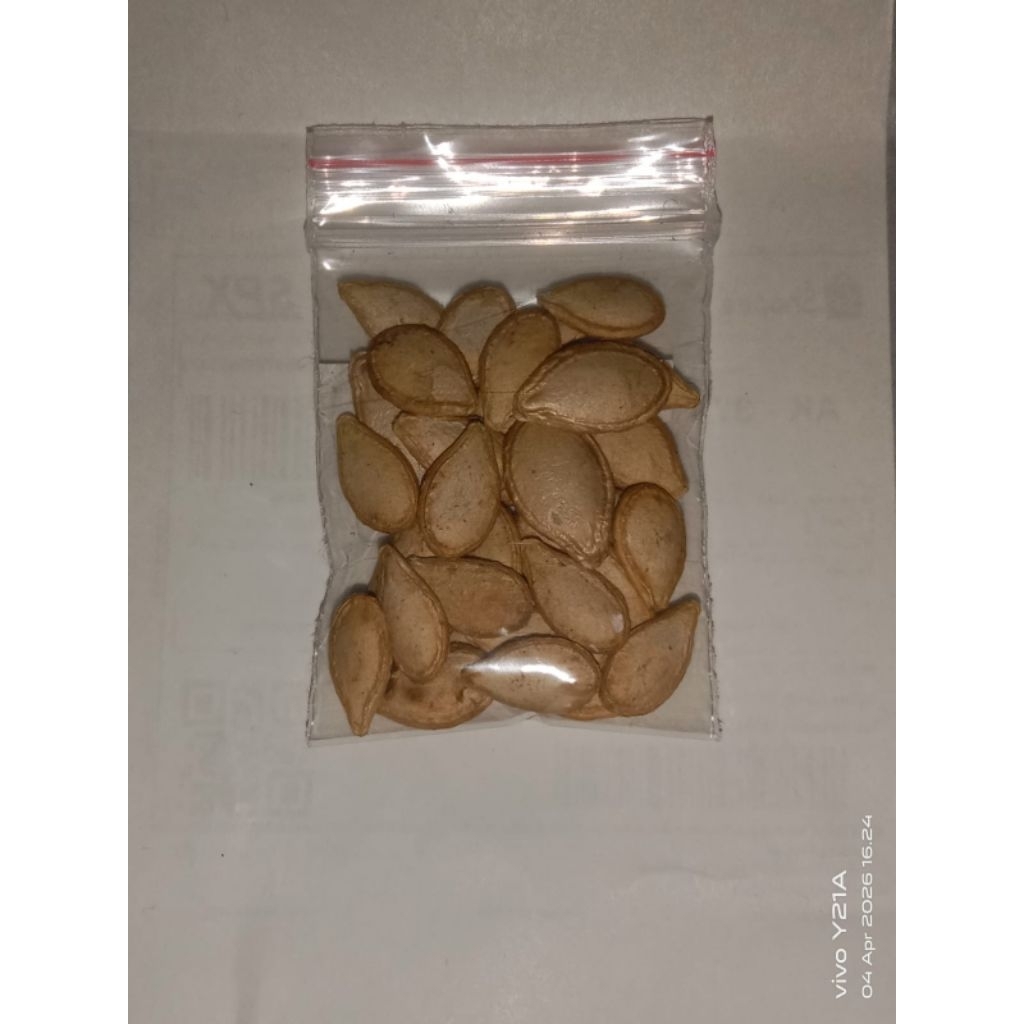 BIBIT BIJI LABU MADU SQUAES