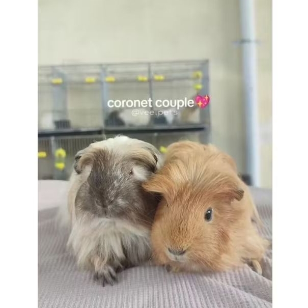 Marmut Coronet - Guinea Pig - Boneka H1dup Jinak Sehat