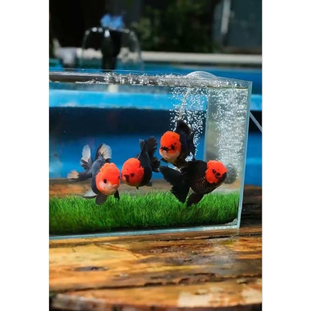 IKAN HIAS KOKI GOLDFISH ORANDA TANCO SIZE M-L