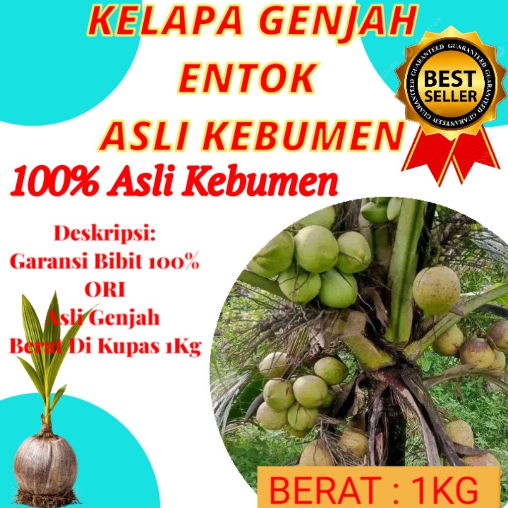 DICARI-CARI  Bibit Kelapa Pendek Entok Jumbo