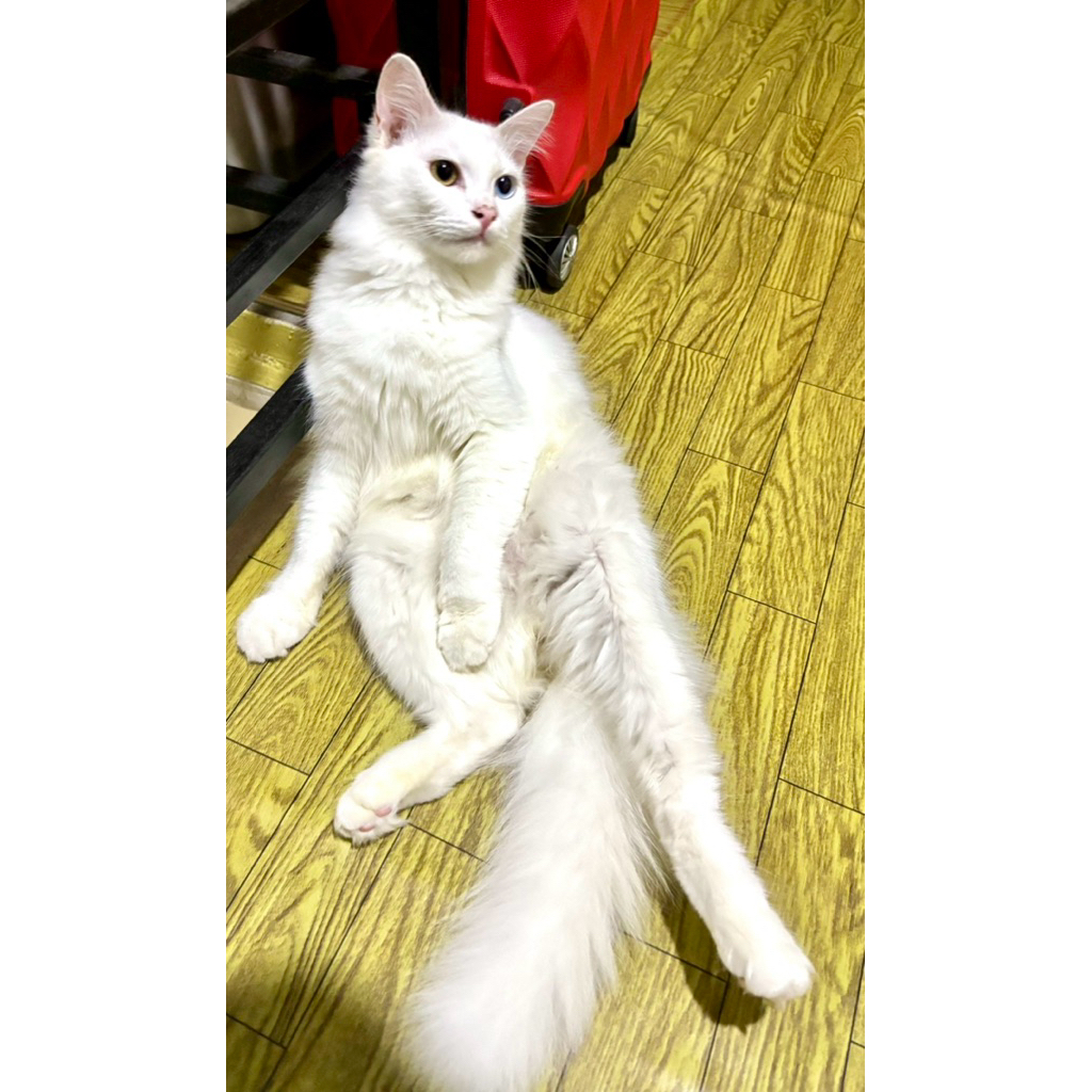 kucing persia odd eye jantan