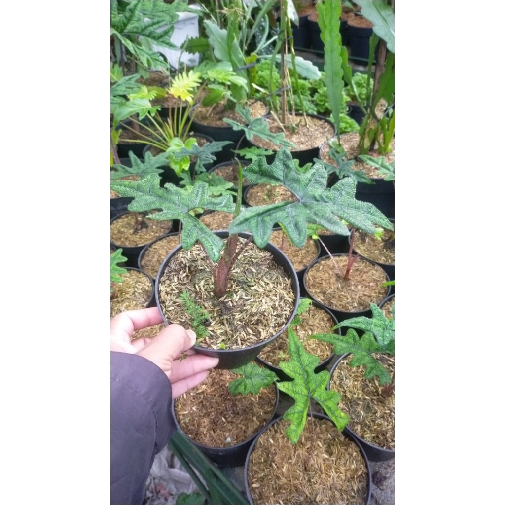 Alocasia jacklyn