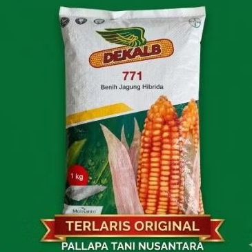 PROMO BENIH JAGUNG HIBRIDA DEKALB 771 DK 771 KEMASAN 1KG ORIGINAL