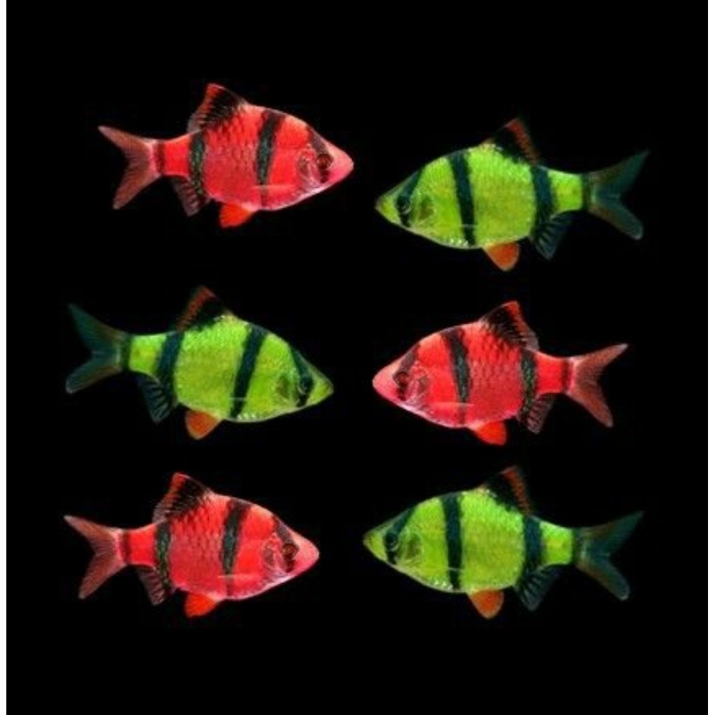 stiker berbentuk tetra Sumatra glowfish pink dan hijau per pcs