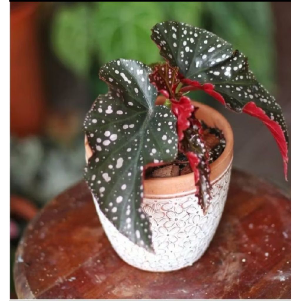 Tanaman Hias Begonia polkadot mocca-tanaman rimbun