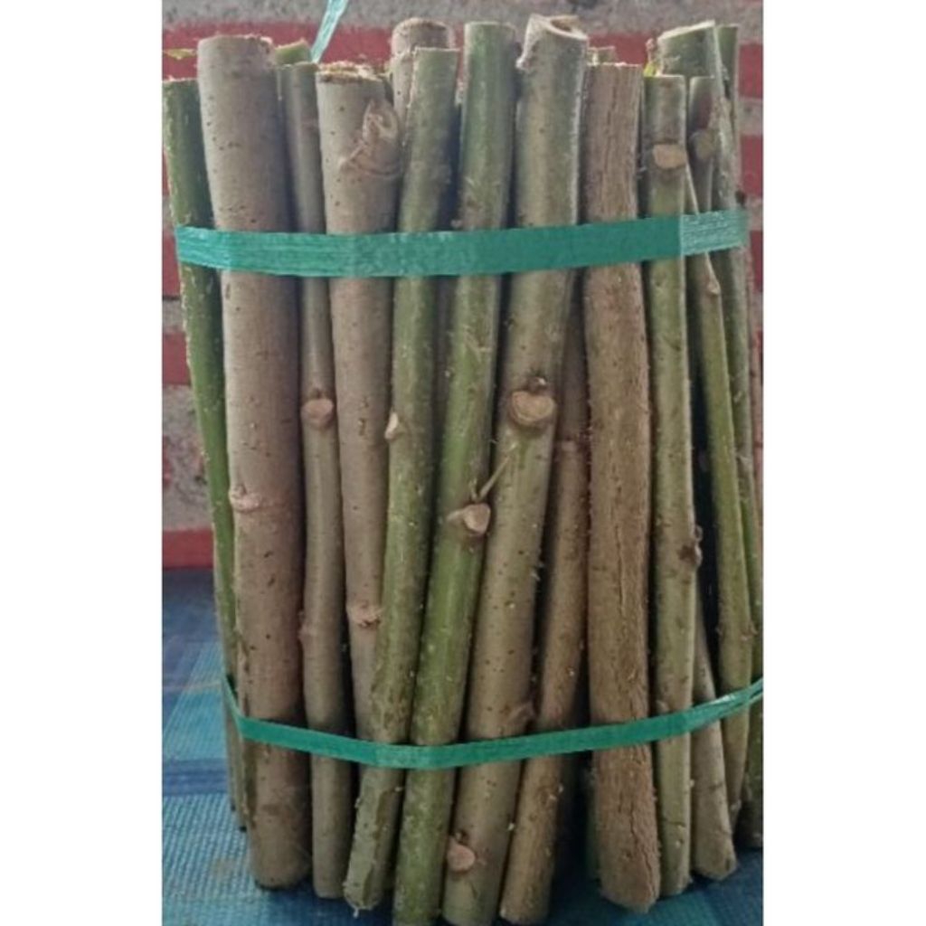 Stek Bibit Batang Singkong Papua 1kg